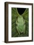 Marsupial Frog, Andean, Ecuador-Pete Oxford-Framed Photographic Print