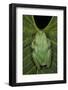 Marsupial Frog, Andean, Ecuador-Pete Oxford-Framed Photographic Print