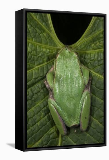 Marsupial Frog, Andean, Ecuador-Pete Oxford-Framed Stretched Canvas