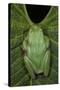 Marsupial Frog, Andean, Ecuador-Pete Oxford-Stretched Canvas