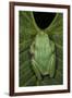 Marsupial Frog, Andean, Ecuador-Pete Oxford-Framed Photographic Print