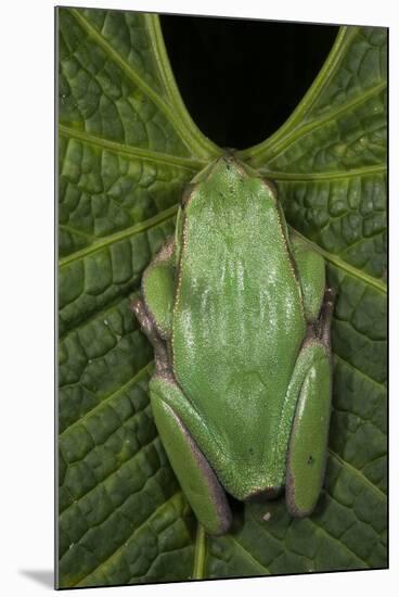 Marsupial Frog, Andean, Ecuador-Pete Oxford-Mounted Photographic Print