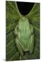 Marsupial Frog, Andean, Ecuador-Pete Oxford-Mounted Photographic Print