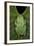 Marsupial Frog, Andean, Ecuador-Pete Oxford-Framed Photographic Print