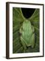 Marsupial Frog, Andean, Ecuador-Pete Oxford-Framed Photographic Print