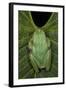 Marsupial Frog, Andean, Ecuador-Pete Oxford-Framed Photographic Print