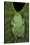 Marsupial Frog, Andean, Ecuador-Pete Oxford-Stretched Canvas