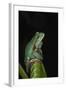 Marsupial Frog. South America-Pete Oxford-Framed Photographic Print