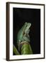 Marsupial Frog. South America-Pete Oxford-Framed Photographic Print