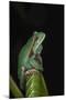 Marsupial Frog. South America-Pete Oxford-Mounted Photographic Print