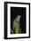 Marsupial Frog. South America-Pete Oxford-Framed Photographic Print