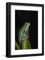 Marsupial Frog. South America-Pete Oxford-Framed Photographic Print