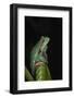 Marsupial Frog. South America-Pete Oxford-Framed Photographic Print