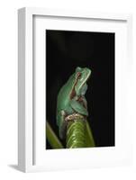 Marsupial Frog. South America-Pete Oxford-Framed Photographic Print