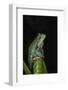 Marsupial Frog. South America-Pete Oxford-Framed Photographic Print