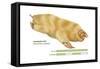 Marsupial Mole (Notoryctes Typhlops), Mammals-Encyclopaedia Britannica-Framed Stretched Canvas