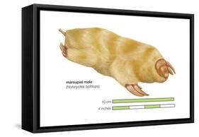 Marsupial Mole (Notoryctes Typhlops), Mammals-Encyclopaedia Britannica-Framed Stretched Canvas