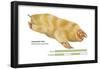Marsupial Mole (Notoryctes Typhlops), Mammals-Encyclopaedia Britannica-Framed Poster