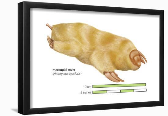 Marsupial Mole (Notoryctes Typhlops), Mammals-Encyclopaedia Britannica-Framed Poster