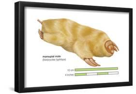 Marsupial Mole (Notoryctes Typhlops), Mammals-Encyclopaedia Britannica-Framed Poster