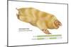 Marsupial Mole (Notoryctes Typhlops), Mammals-Encyclopaedia Britannica-Mounted Poster