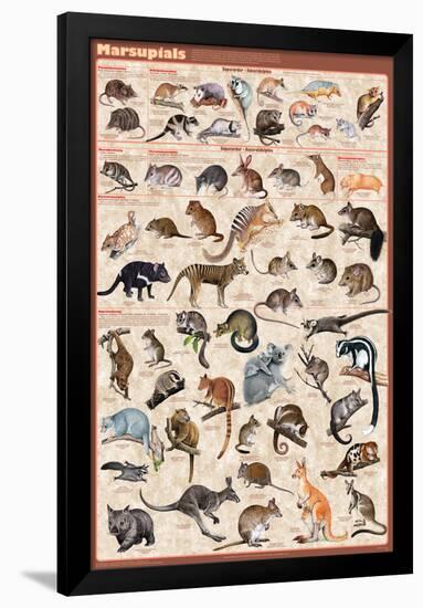 Marsupials-null-Framed Poster