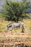 Zebra in Wild African Bush-Marsy-Framed Stretched Canvas