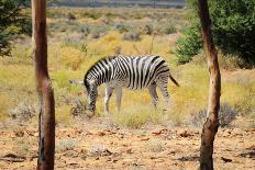 Zebra in Wild African Bush-Marsy-Photographic Print