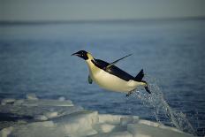 Emperor Penguin Flying Out of Water (Aptenodytes Forsteri) Cape Washington, Antarctica-Martha Holmes-Framed Photographic Print