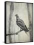 Martha, Last Known Passenger Pigeon-Science Source-Framed Stretched Canvas