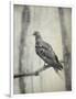 Martha, Last Known Passenger Pigeon-Science Source-Framed Giclee Print