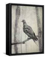 Martha, Last Known Passenger Pigeon-Science Source-Framed Stretched Canvas