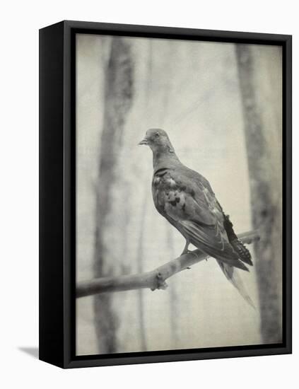 Martha, Last Known Passenger Pigeon-Science Source-Framed Stretched Canvas