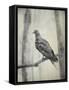 Martha, Last Known Passenger Pigeon-Science Source-Framed Stretched Canvas