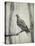 Martha, Last Known Passenger Pigeon-Science Source-Stretched Canvas