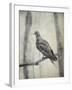 Martha, Last Known Passenger Pigeon-Science Source-Framed Giclee Print