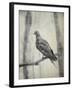 Martha, Last Known Passenger Pigeon-Science Source-Framed Giclee Print