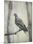 Martha, Last Known Passenger Pigeon-Science Source-Mounted Giclee Print