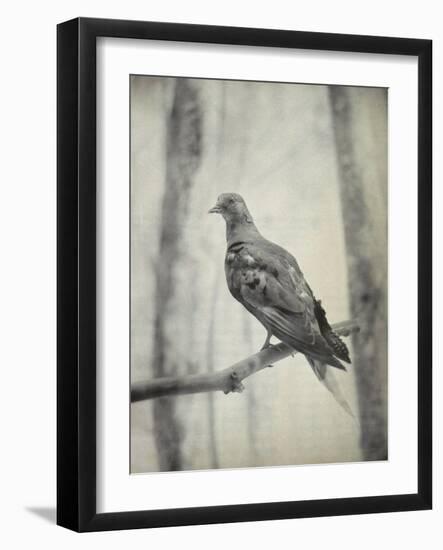 Martha, Last Known Passenger Pigeon-Science Source-Framed Giclee Print