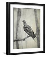 Martha, Last Known Passenger Pigeon-Science Source-Framed Giclee Print