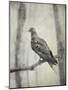 Martha, Last Known Passenger Pigeon-Science Source-Mounted Giclee Print