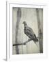 Martha, Last Known Passenger Pigeon-Science Source-Framed Giclee Print