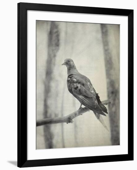 Martha, Last Known Passenger Pigeon-Science Source-Framed Giclee Print
