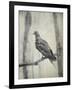 Martha, Last Known Passenger Pigeon-Science Source-Framed Giclee Print