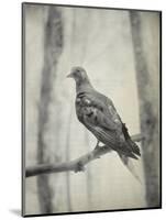 Martha, Last Known Passenger Pigeon-Science Source-Mounted Giclee Print