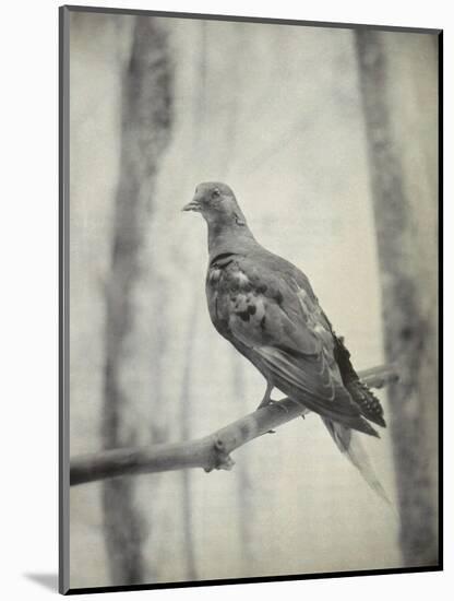 Martha, Last Known Passenger Pigeon-Science Source-Mounted Giclee Print