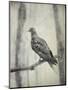 Martha, Last Known Passenger Pigeon-Science Source-Mounted Giclee Print