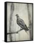 Martha, Last Known Passenger Pigeon-Science Source-Framed Stretched Canvas