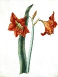 Amaryllis, C.1790-Martha Tuthill-Stretched Canvas