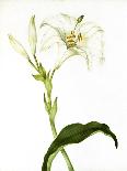 Amaryllis, C.1790-Martha Tuthill-Mounted Giclee Print